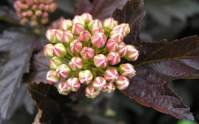 PHYSOCARPUS opulifolius 'Red Baron' - Physocarpe à feuillage pourpre