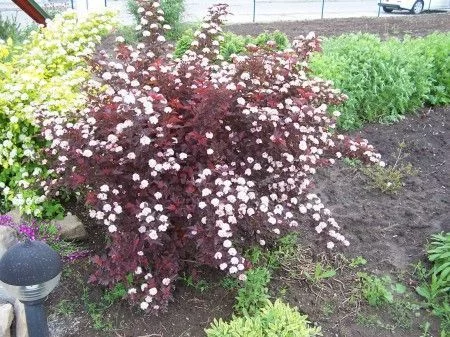 PHYSOCARPUS opulifolius 'Red Baron' - Physocarpe à feuilles d'Obier  'Red Baron'