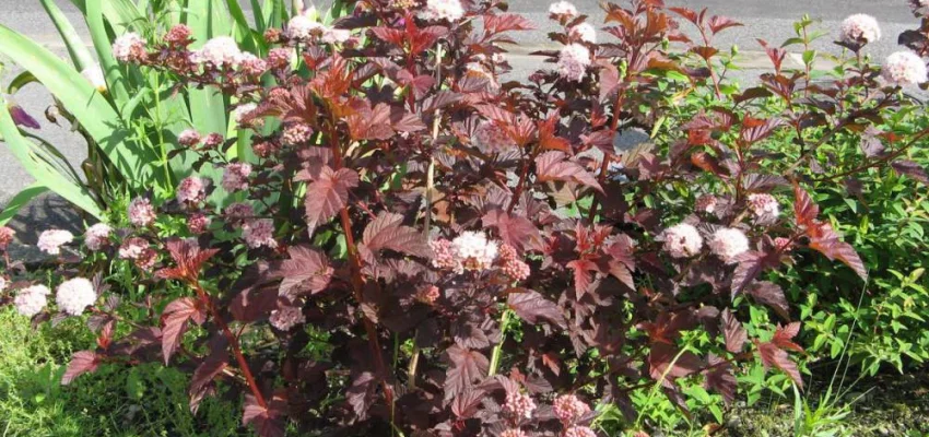 PHYSOCARPUS opulifolius 'Red Baron' - Physocarpe à feuilles d'Obier  'Red Baron'