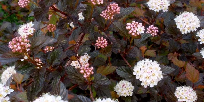 PHYSOCARPUS opulifolius 'Summer Wine'® - Physocarpe à feuillage pourpre