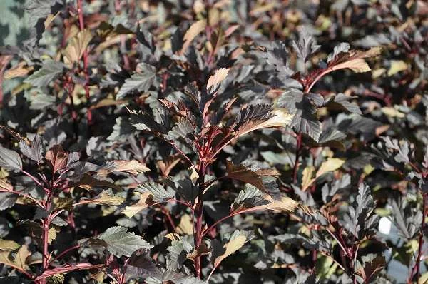 PHYSOCARPUS opulifolius 'Summer Wine'® - Physocarpe à feuilles d'Obier