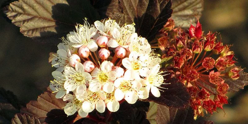 PHYSOCARPUS opulifolius 'Summer Wine'® - Physocarpe à feuillage pourpre