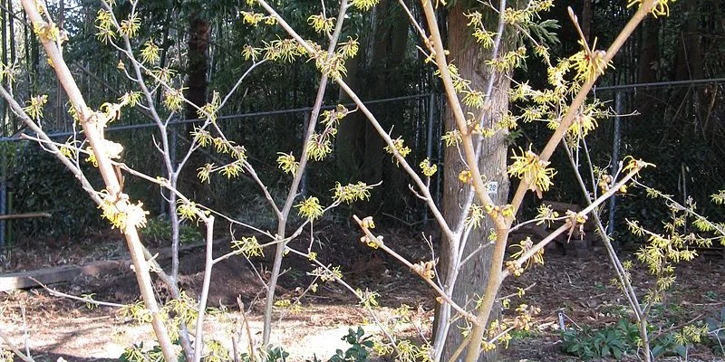 HAMAMELIS mollis 'Primavera' - Hamamelis de Chine, noisetier de sorcière.