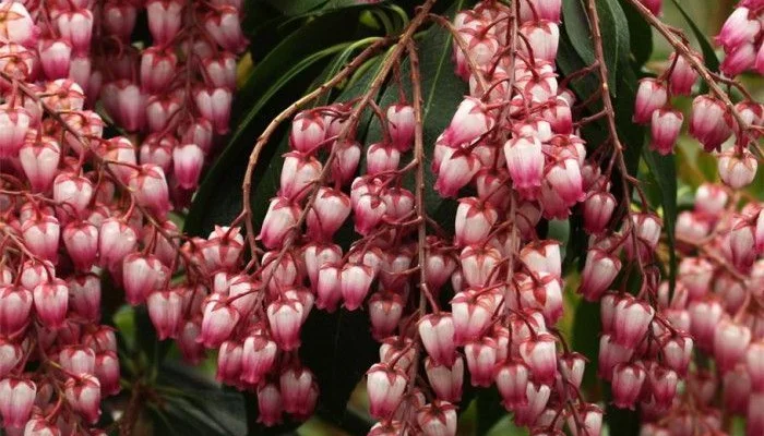 PIERIS japonica 'Passion'® - Andromède du japon naine