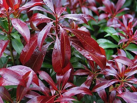 PIERIS japonica 'Passion'® - Andromède du japon