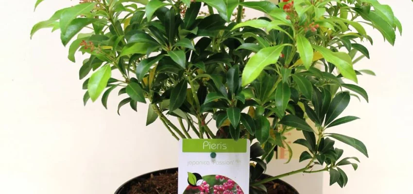 PIERIS japonica 'Passion'® - Andromède du japon