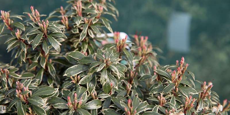PIERIS japonica 'Little Heath' - Andromède du Japon panaché