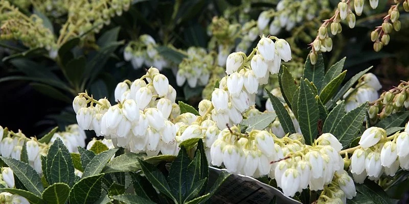PIERIS japonica 'Prelude' - Andromède du japon 'Prelude'
