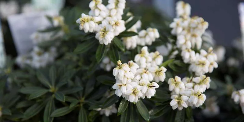 PIERIS japonica 'Sarabande' - Andromède du japon 'Sarabande'