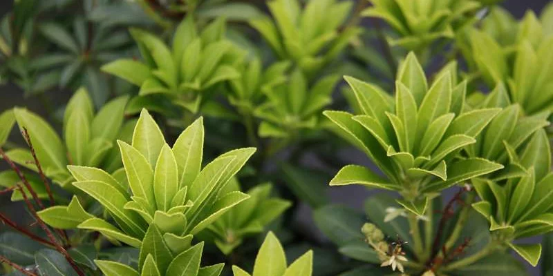 PIERIS japonica 'Sarabande' - Andromède du japon 'Sarabande'