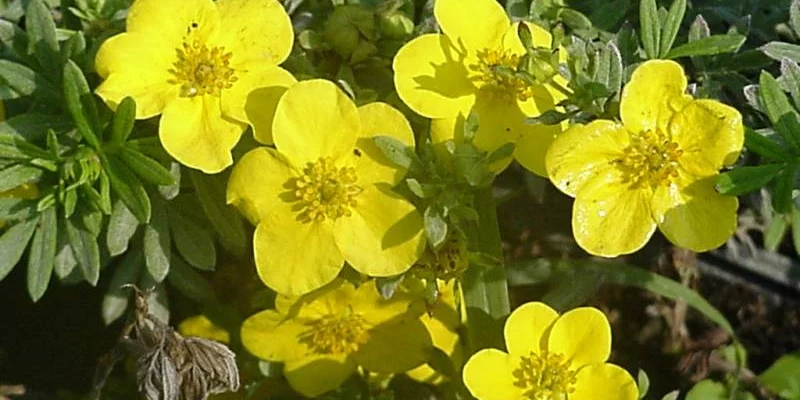 POTENTILLA fruticosa 'Klondike' - Potentille arbustive 'Klondike'