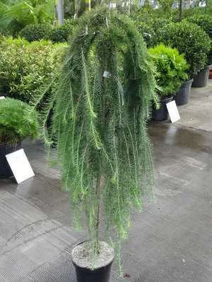 LARIX kaempferi 'Stiff Weeper'