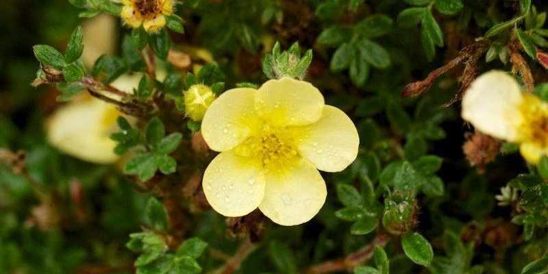 POTENTILLA fruticosa 'Primrose Beauty' - Potentille arbustive