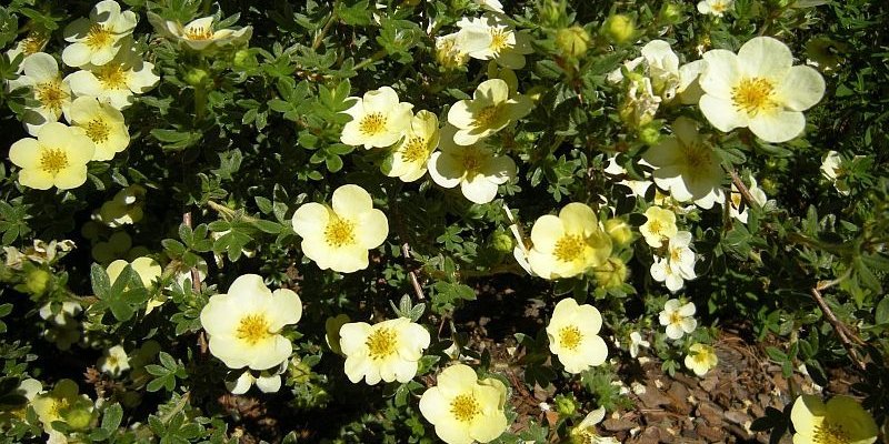 POTENTILLA fruticosa 'Primrose Beauty' - Potentille arbustive