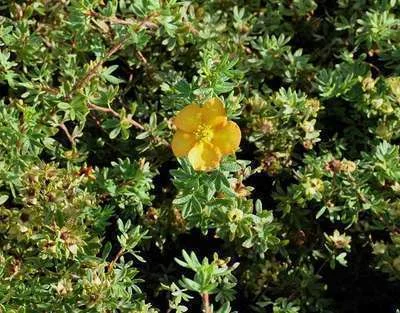 POTENTILLA fruticosa 'Tangerine' - Potentille arbustive 'Tangerine'
