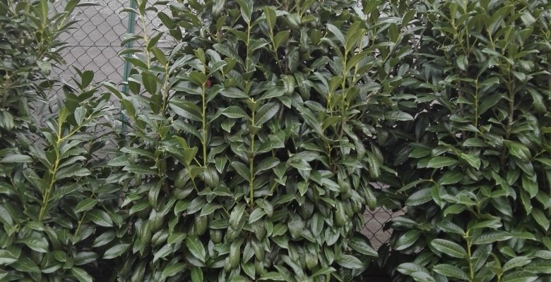 PRUNUS laurocerasus 'Genolia'® - Laurier palme à haie