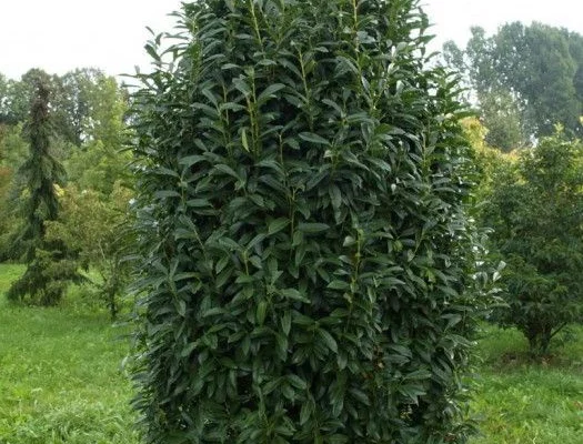 PRUNUS laurocerasus 'Genolia'® - Laurier palme à haie