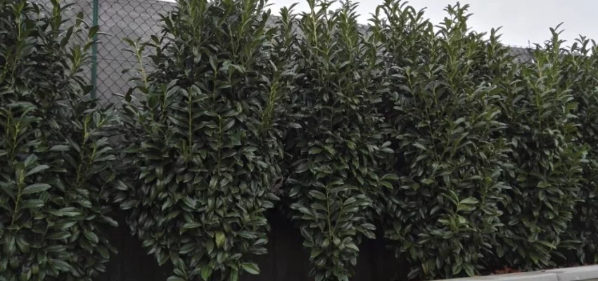 PRUNUS laurocerasus 'Genolia'® - Laurier palme à haie