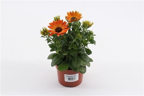 OSTEOSPERMUM 'Orange' - Plante annuelle