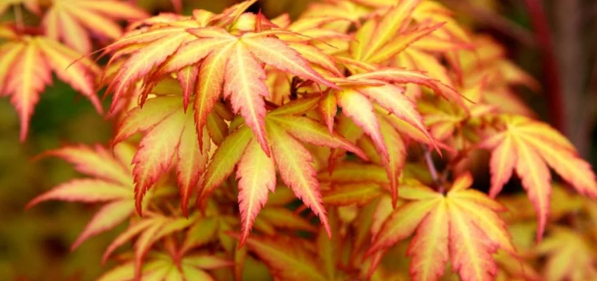 Érable du Japon 'Sango Kaku' - Acer palmatum 'Sangokaku', érable japonais