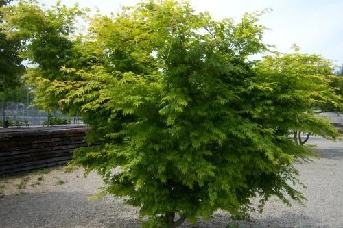 Érable du Japon 'Sango Kaku' - Acer palmatum 'Sangokaku', érable japonais