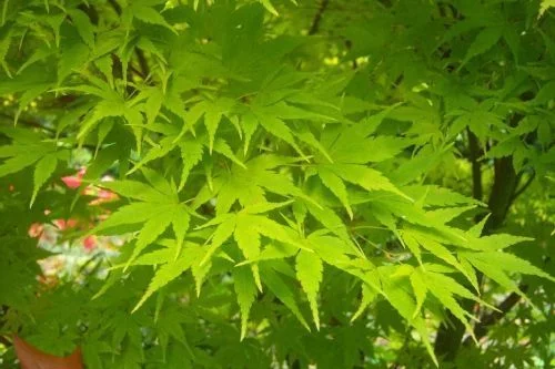 Érable du Japon 'Sango Kaku' - Acer palmatum 'Sangokaku', érable japonais