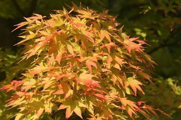 Érable du Japon 'Sango Kaku' - Acer palmatum 'Sangokaku', érable japonais