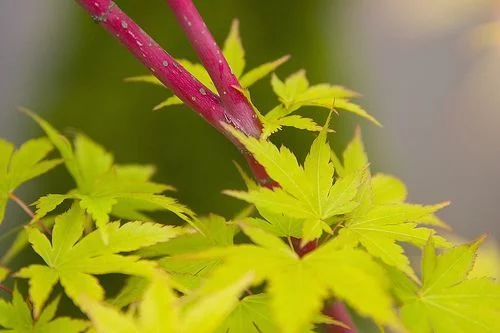 Érable du Japon 'Sango Kaku' - Acer palmatum 'Sangokaku', érable japonais