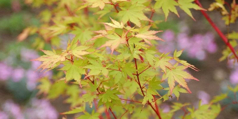 Érable du Japon 'Sango Kaku' - Acer palmatum 'Sangokaku', érable japonais