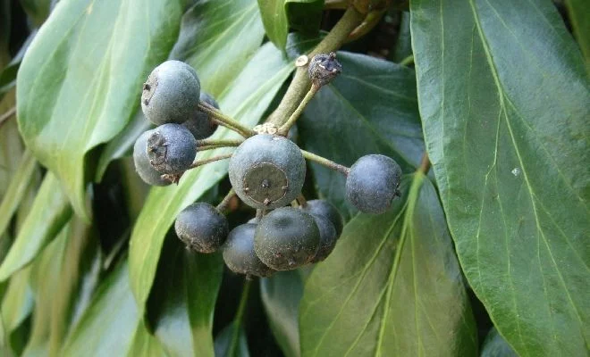 HEDERA colchica 'Arborescens' - Lierre de Colchide en arbre