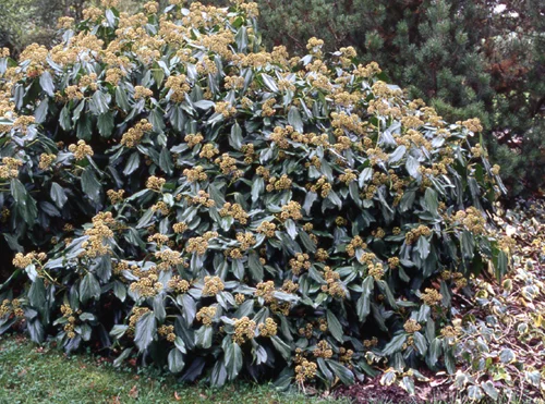 HEDERA colchica 'Arborescens' - Lierre de Colchide en arbre