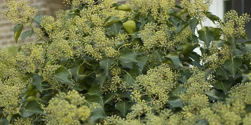 HEDERA colchica 'Arborescens' - Lierre de Colchide en arbre