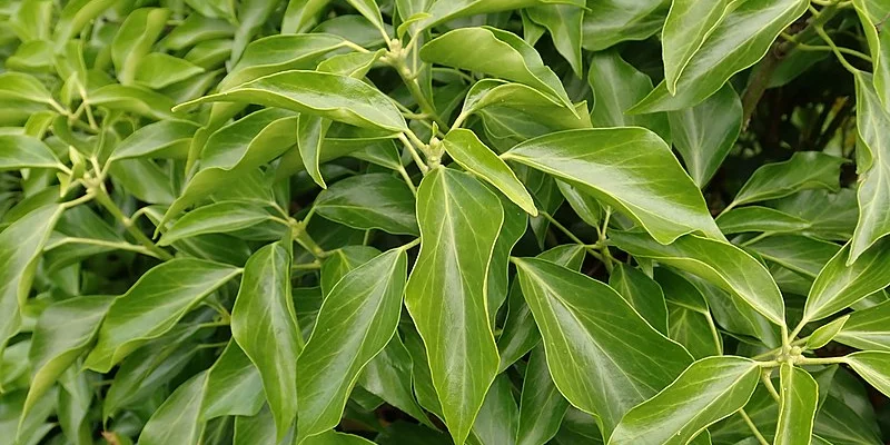 HEDERA helix 'Arborescens' - Lierre en arbre