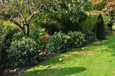 HEDERA helix 'Arborescens' - Lierre en arbre