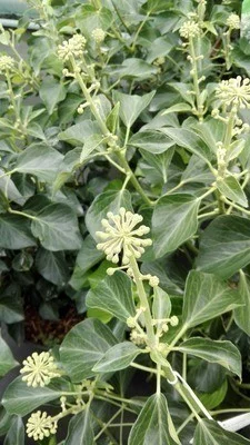 HEDERA helix 'Arborescens' - Lierre en arbre