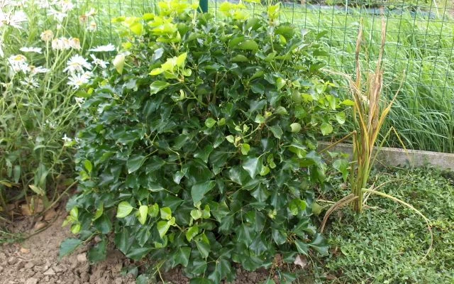 HEDERA helix 'Arbori compact' - Lierre arbustif