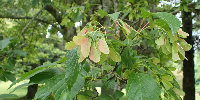 ACER tataricum - Erable du fleuve amour, érable de tatarie