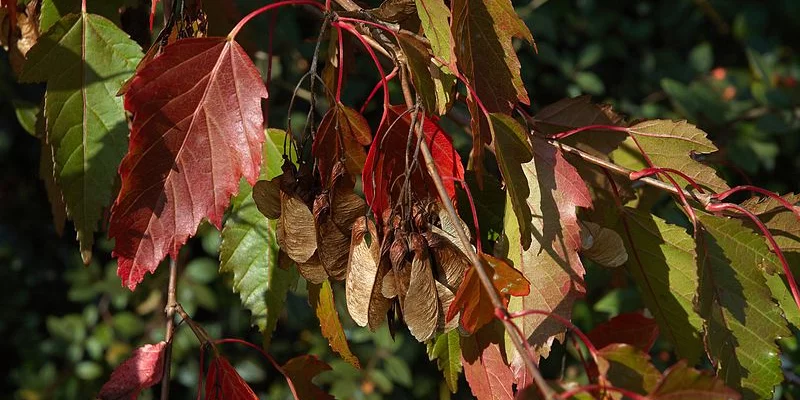 ACER tataricum - Erable du fleuve amour, érable de tatarie