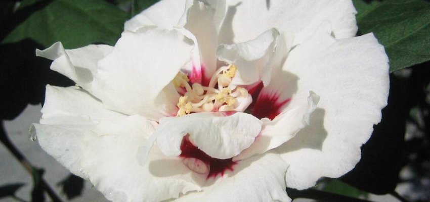 HIBISCUS syriacus 'China Chiffon' - Althea hibiscus