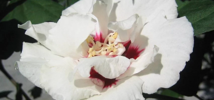 HIBISCUS syriacus 'China Chiffon' - Althea, Mauve en arbre