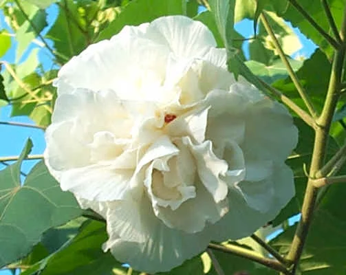 HIBISCUS syriacus 'Jeanne d'Arc' - Hibiscus à fleurs blanche rosée, mauve en arbre 'Jeanne D'arc'