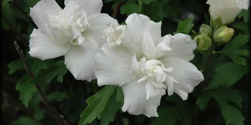 HIBISCUS syriacus 'Jeanne d'Arc' - Hibiscus à fleurs blanche rosée, mauve en arbre 'Jeanne D'arc'
