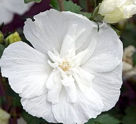 HIBISCUS syriacus 'White Chiffon' - Althea, Mauve en arbre