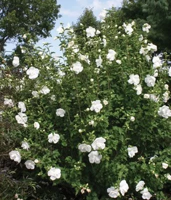 HIBISCUS syriacus 'White Chiffon' - Althea, Mauve en arbre