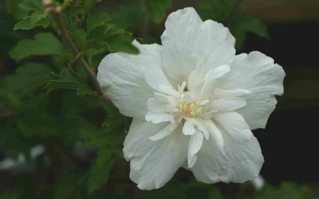 HIBISCUS syriacus 'White Chiffon' - Althea, Mauve en arbre