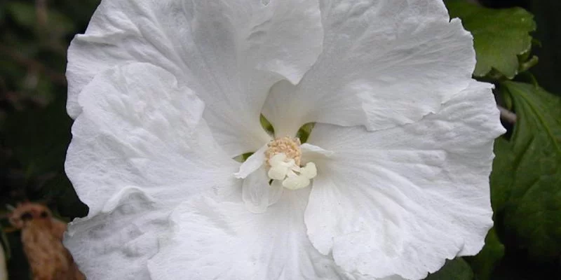 HIBISCUS syriacus 'Diana' - Hibiscus à fleur blanche simple, mauve en arbre 'Diana'