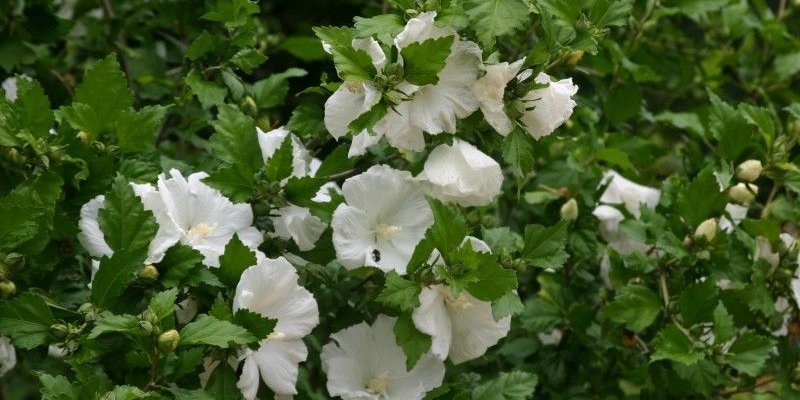 HIBISCUS syriacus 'Diana' - Hibiscus à fleur blanche simple, mauve en arbre 'Diana'