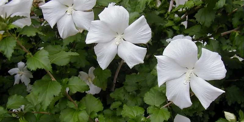 HIBISCUS syriacus 'Diana' - Hibiscus à fleur blanche simple, mauve en arbre 'Diana'