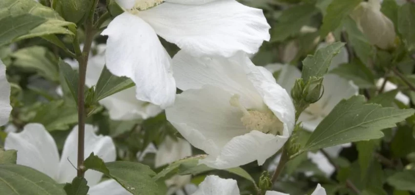HIBISCUS syriacus 'Diana' - Hibiscus à fleur blanche simple, mauve en arbre 'Diana'