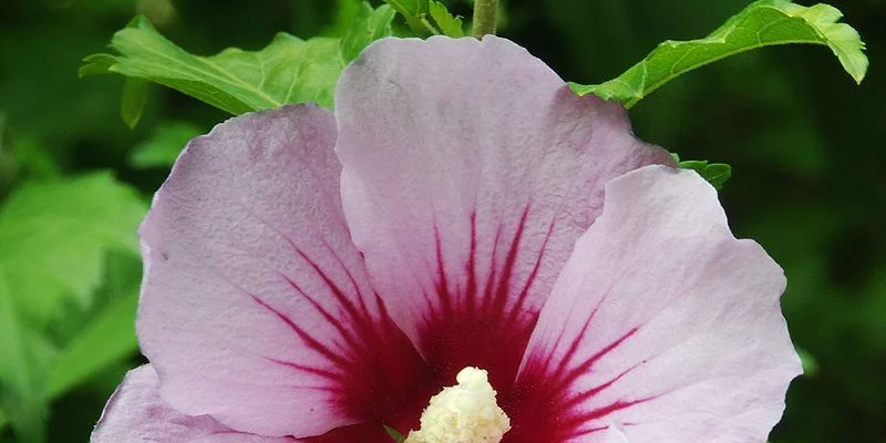 HIBISCUS syriacus 'Hamabo' - Hibiscus à fleurs roses et au coeur rouge, mauve en arbre 'hamabo'.